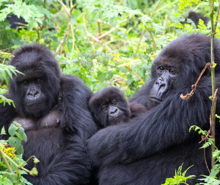 Best time to trek Gorillas in Uganda: All aspiring gorilla trekkers want to know when is the best time for gorilla trekking for unforgettable experiences.