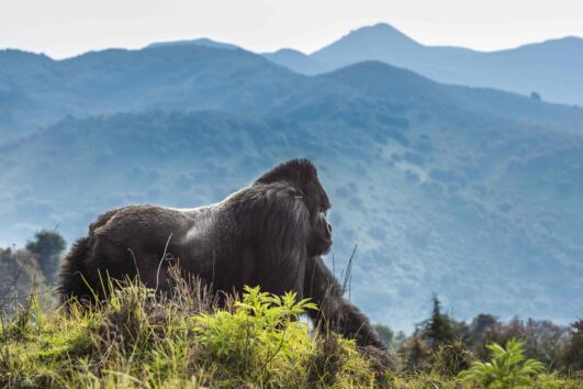 Mountain Gorillas in D R. Congo: One of the two subspecies of eastern gorillas is represented by the gorillas in Virunga in eastern Congo