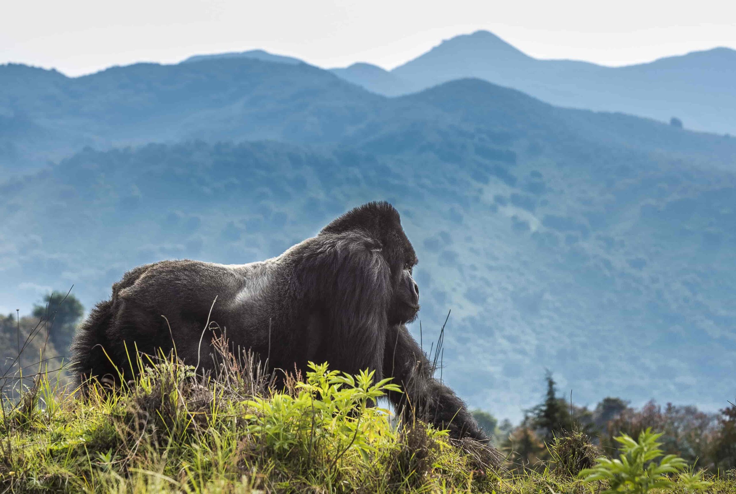 Gorilla Trekking in Virunga National Park