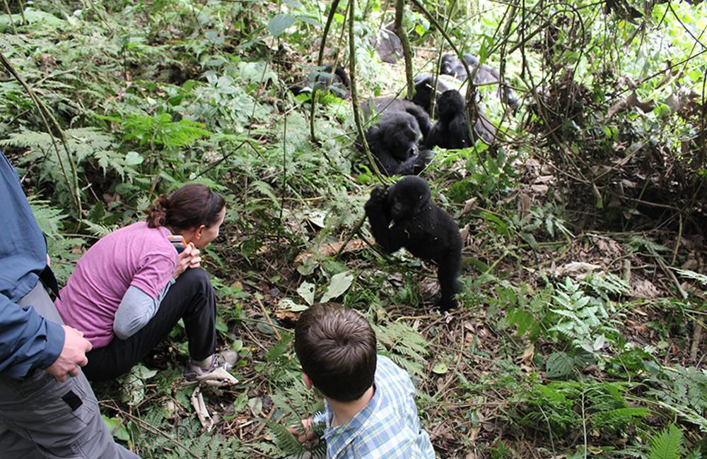 Ultimate Gorilla Trekking 