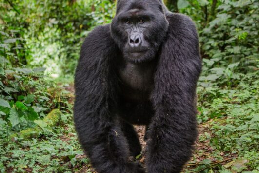 Facts about Mountain Gorillas, one of the most amazing creatures in the world Because these giant apes resemble us humans in appearance