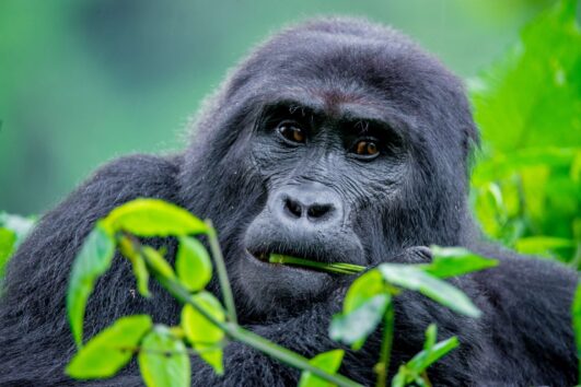 2 Days  Bwindi Mountain Gorilla trekking Safari from Kigali