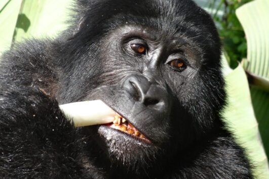 21 Days Rwanda, Congo And Uganda Gorilla Experience Safar
