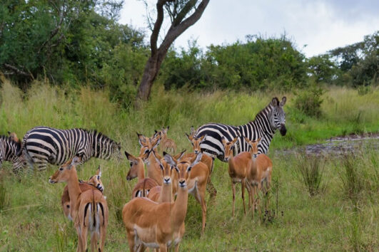 Akagera National Park is located in eastern Rwanda, along the border with Tanzania occupying about 1,200 square kilometers