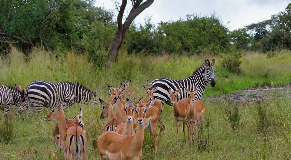 Akagera National Park is located in eastern Rwanda, along the border with Tanzania occupying about 1,200 square kilometers