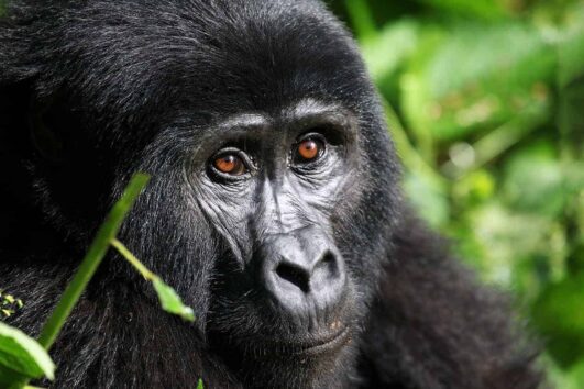 3-Day Murchison Falls National Park and Ziwa Rhino sanctuary