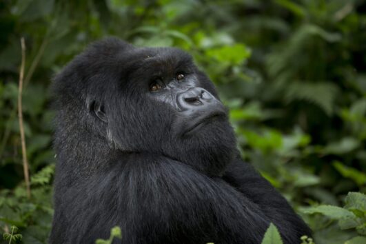 6-Day Rwanda and Uganda Bwindi gorilla experience safari