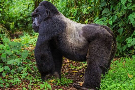 21 Days Rwanda, Congo And Uganda Gorilla Experience Safari