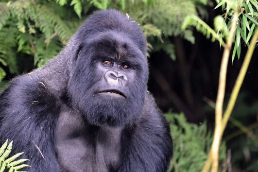 15-Day gorilla safari and wildlife in Uganda
