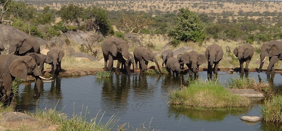 Serengeti National Park in Tanzania is one of Africa's most famous and spectacular wildlife reserves in the country of East Africa with vasit wildlife