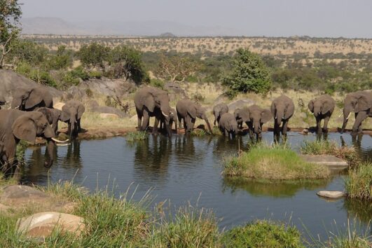 Serengeti National Park in Tanzania is one of Africa's most famous and spectacular wildlife reserves in the country of East Africa with vasit wildlife