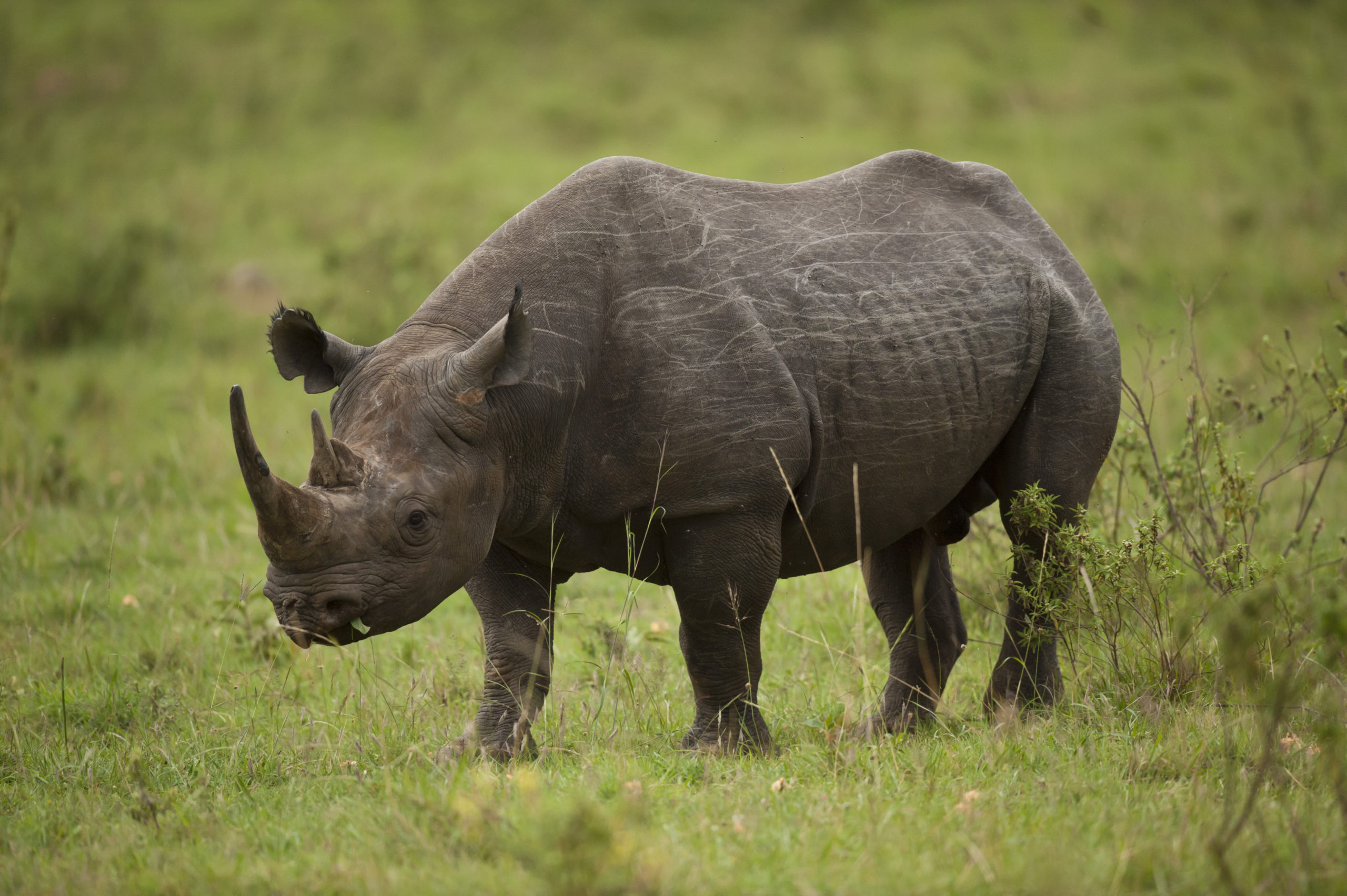 Apprenez à propos des Big Five à un groupe de grands animaux emblématiques les plus recherchés par les touristes en Afrique.