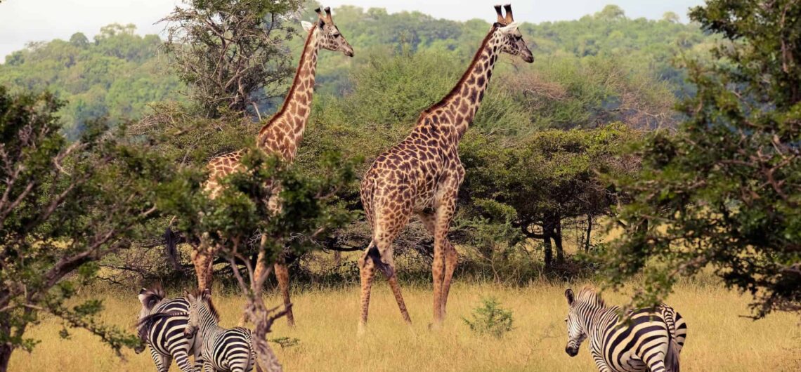 The magnificent Selous Game Reserve: The Selous Game Reserve is one of Africa's largest protected wildlife areas, situated in southern Tanzania