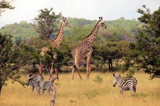 Selous Game Reserve: One of Africa's largest protected wildlife areas, named after British explorer Frederick Selous found in south Tanzania