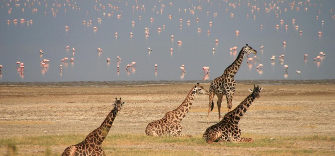 Lake Manyara National Park is a stunning wildlife reserve known for its diverse ecosystems and abundant wildlife in Tanzania