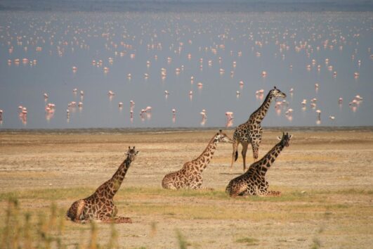 Lake Manyara National Park is a stunning wildlife reserve known for its diverse ecosystems and abundant wildlife in Tanzania