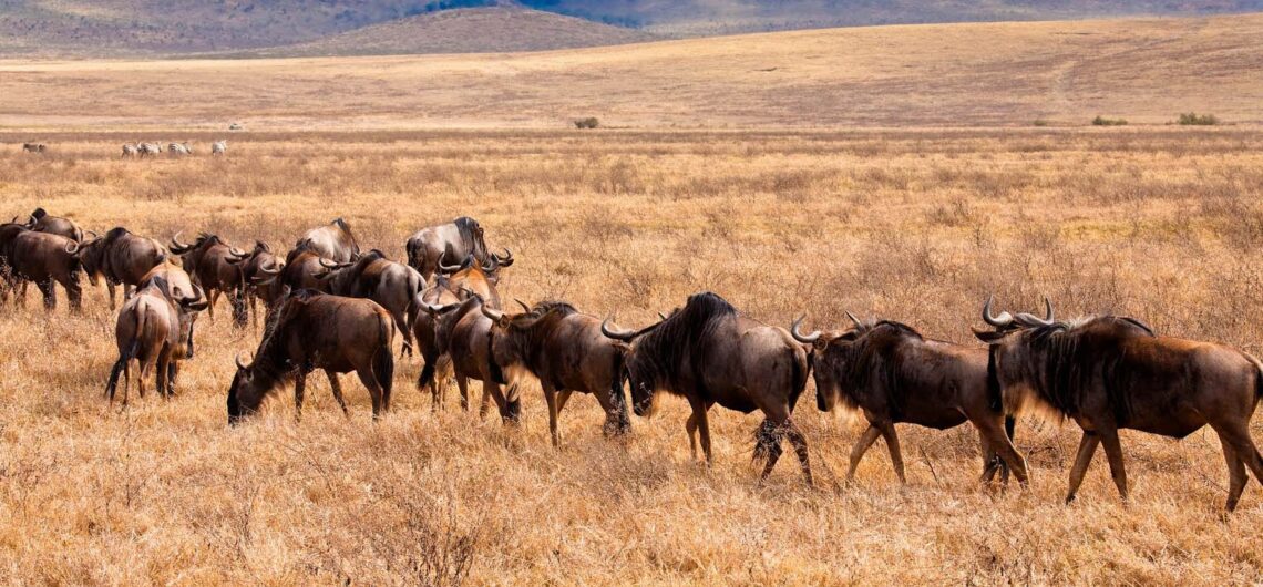 The outstanding Ngorongoro Conservation Area is a UNESCO World Heritage Site located in northern Tanzania, known for its stunning landscapes