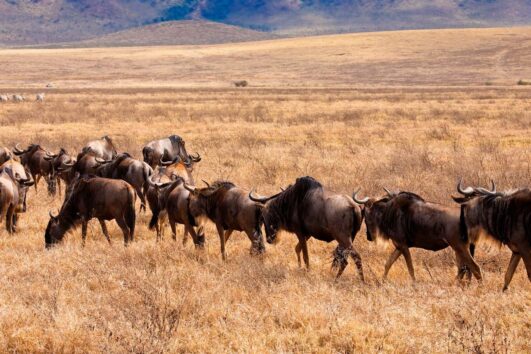 The Ngorongoro Conservation Area is a UNESCO World Heritage Site located in northern Tanzania, known for its stunning landscapes, wildlife, and the famous Ngorongoro Crater