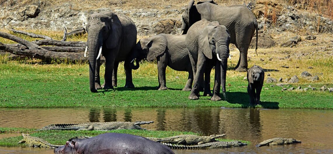 Ruaha National Park is one of Tanzania's largest national parks, situated in the heart of the country popular for its diverse wildlife and stunning landscapes