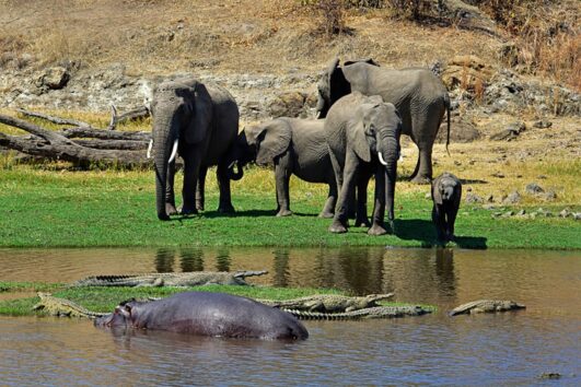 Ruaha National Park is one of Tanzania's largest national parks, situated in the heart of the country popular for its diverse wildlife and stunning landscapes