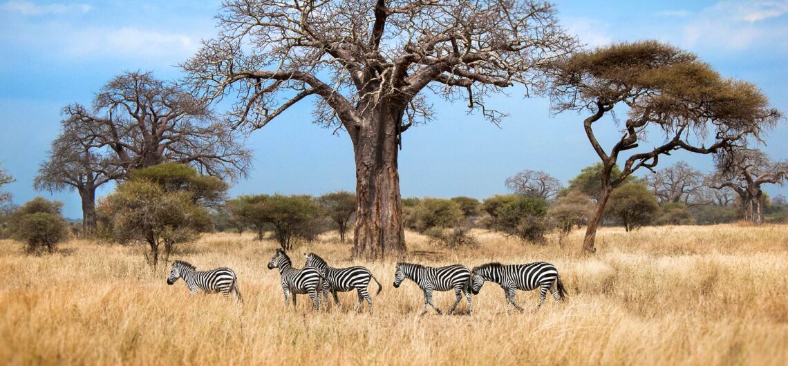 Tarangire National Park is a popular wildlife sanctuary found in northern Tanzania, covering an area of approximately 2,850 square kilometers