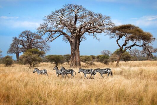 Tarangire National Park is a popular wildlife sanctuary found in northern Tanzania, covering an area of approximately 2,850 square kilometers