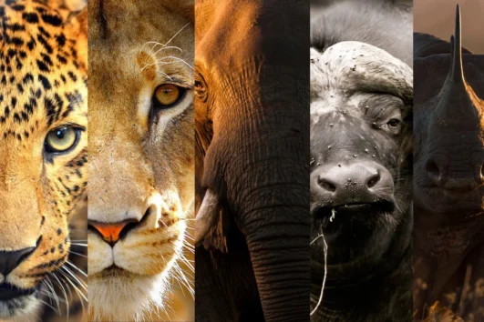 Learn About the Big Five: The "Big Five" refer to a group of iconic large animals typically sought after by tourists on African safaris due to their size, strength, and perceived danger