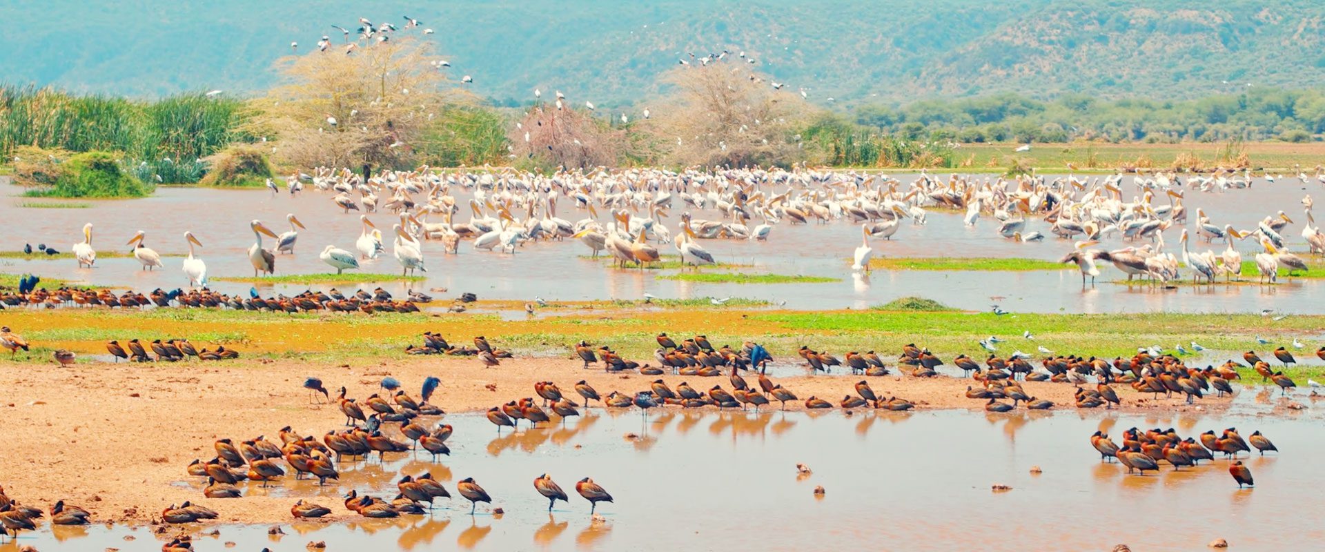 Lake Manyara National Park is a stunning wildlife reserve known for its diverse ecosystems and abundant wildlife in Tanzania