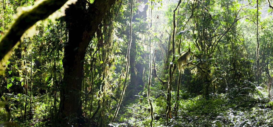 Explorez le parc national impénétrable de Bwindi: découvrir la merveille naturelle du Bwindi qui préserve la beauté à couper le souffle de la nature sauvage