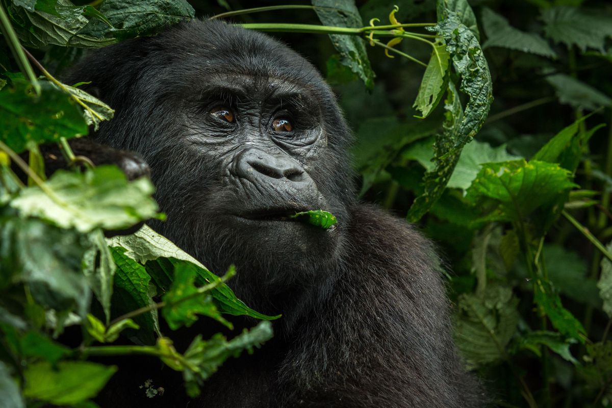 Explorez le parc national impénétrable de Bwindi: découvrir la merveille naturelle du Bwindi qui préserve la beauté à couper le souffle de la nature sauvage