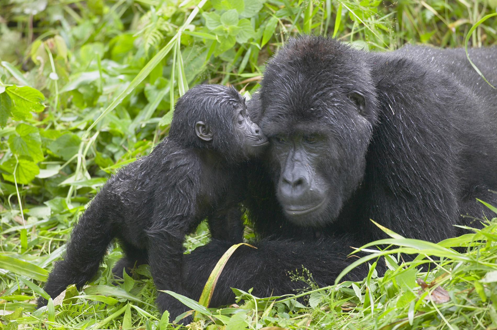 Gorilla Trekking Vs Gorilla Habituation Experience