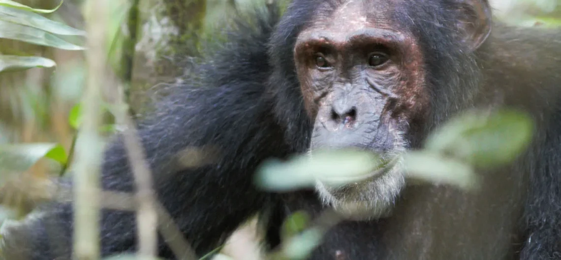 Thrilling Chimpanzee Trekking In Kalinzu Forest , situated in western Uganda Bushenyi, is a prime attraction for enthusiasts of primates.