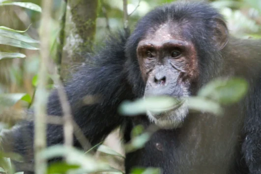Thrilling Chimpanzee Trekking In Kalinzu Forest , situated in western Uganda Bushenyi, is a prime attraction for enthusiasts of primates.