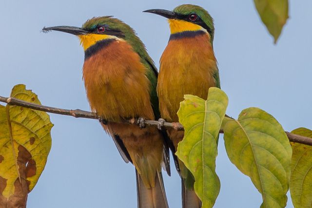 Birds in Aruu Falls