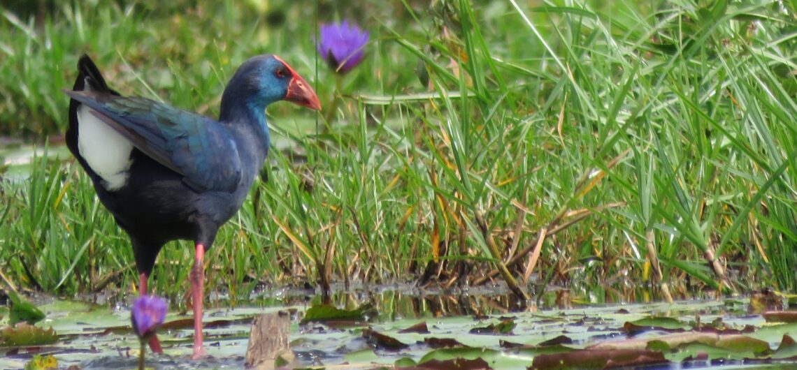 Mabamba Swamp and Wetland: Uganda is known for having great spots for bird watching to include Mabamba Bay