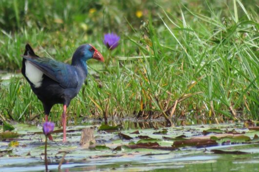 Mabamba Swamp and Wetland: Uganda is known for having great spots for bird watching to include Mabamba Bay