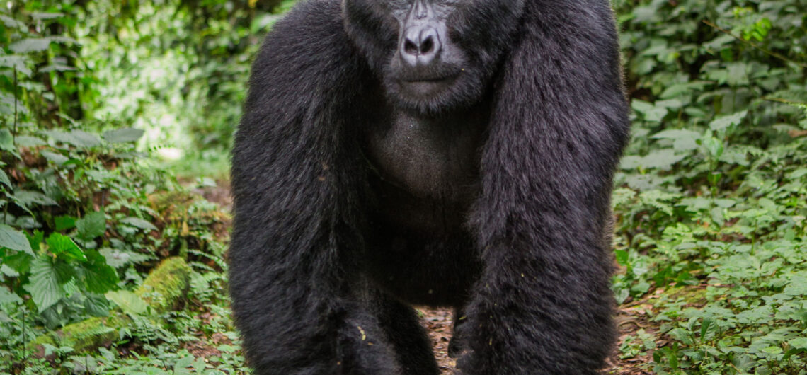 Why You Should Visit Uganda Gorillas: Mountain gorillas only live in the thick forests of Uganda's Bwindi Impenetrable Forest National Park