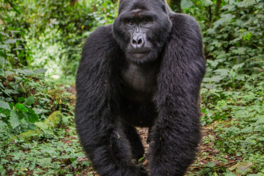 Why You Should Visit Uganda Gorillas: Mountain gorillas only live in the thick forests of Uganda's Bwindi Impenetrable Forest National Park