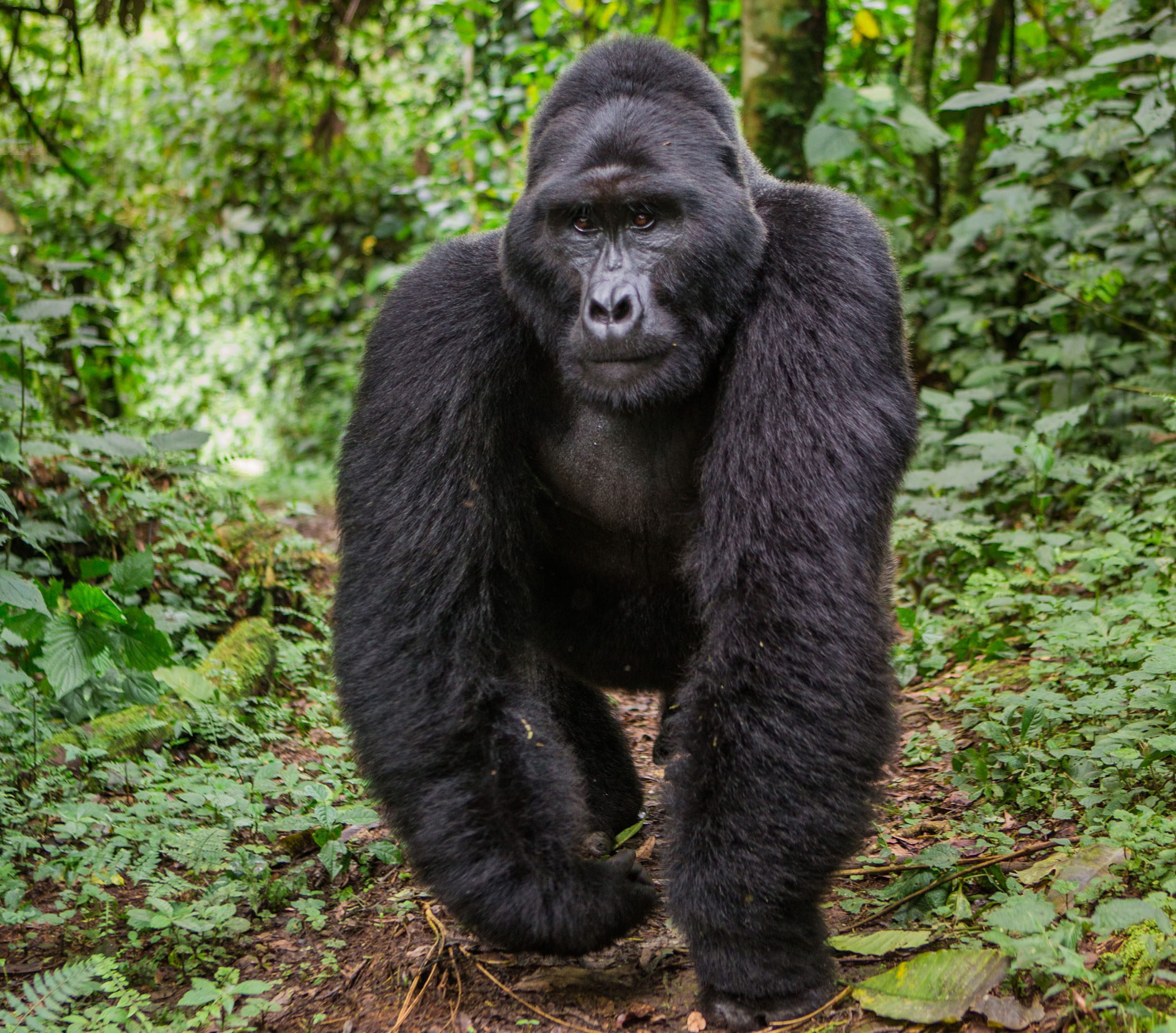 Why You Should Visit Uganda Gorillas: Mountain gorillas only live in the thick forests of Uganda's Bwindi Impenetrable Forest National Park