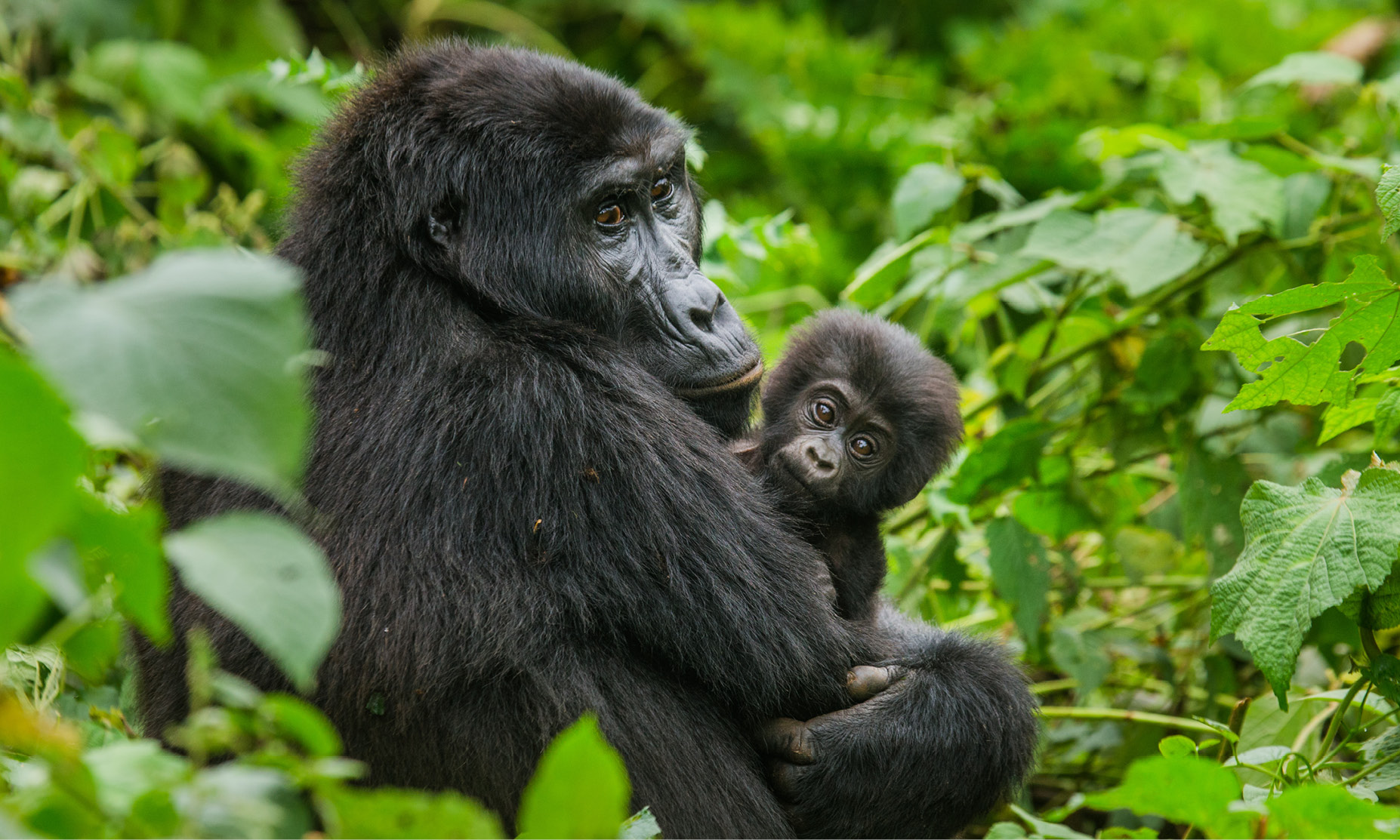Mountain gorillas in Uganda