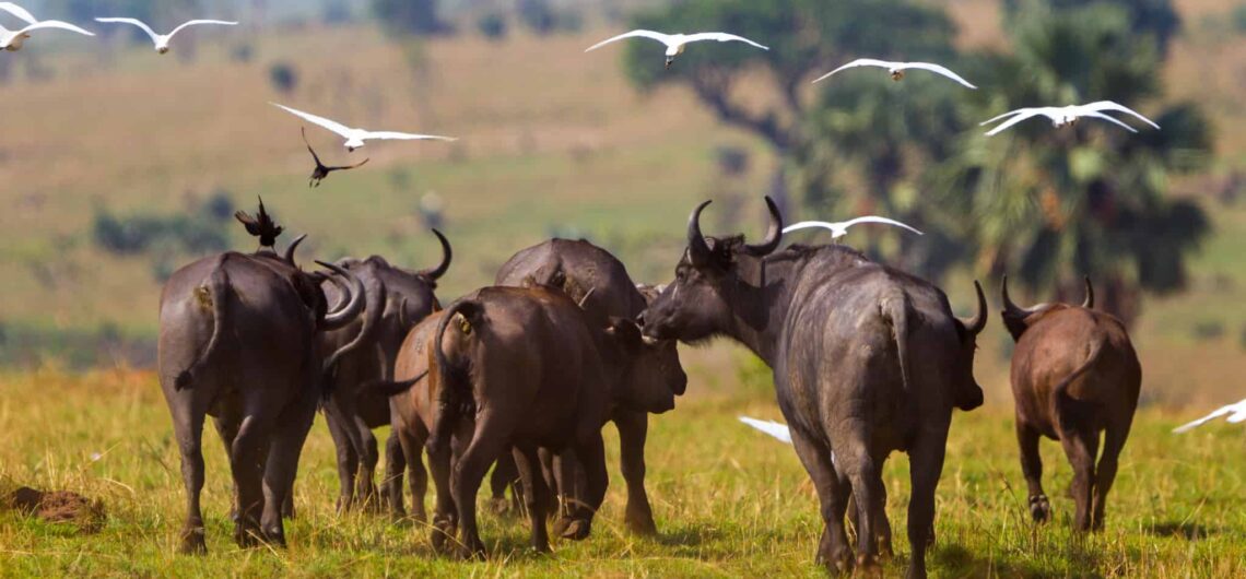 Semliki Wildlife Reserve Uganda is part of the Albertine Rift Valley, a region known for its exceptional biodiversity lying west of Uganda