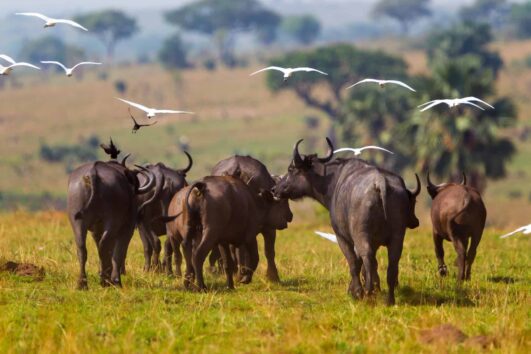 Semliki Wildlife Reserve Uganda is part of the Albertine Rift Valley, a region known for its exceptional biodiversity lying west of Uganda