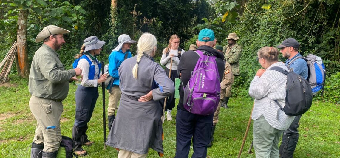 How is the Ultimate Gorilla Trekking Activity Conducted? The average mountain gorilla family consists of 20 individuals not every group is hospitable