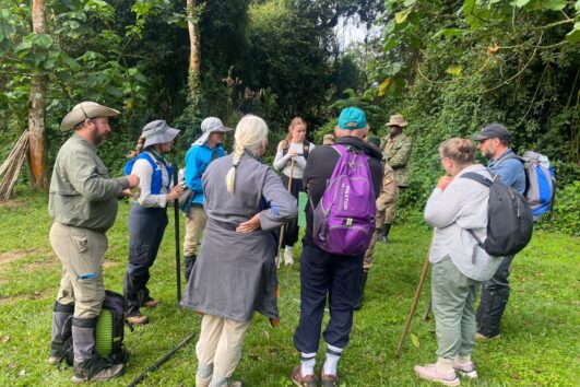 How is the Ultimate Gorilla Trekking Activity Conducted? The average mountain gorilla family consists of 20 individuals not every group is hospitable