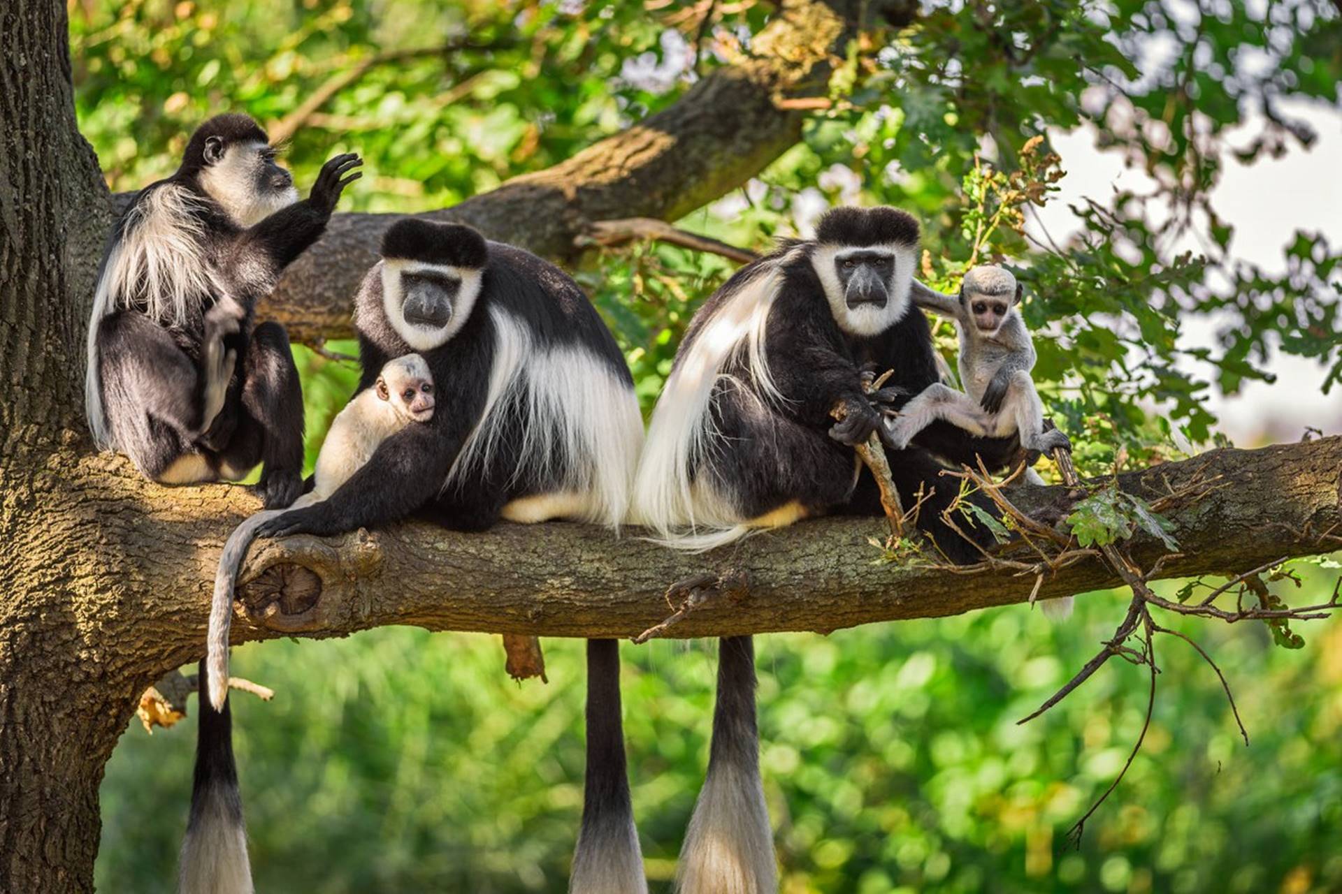 Primate Tracking in Rwanda