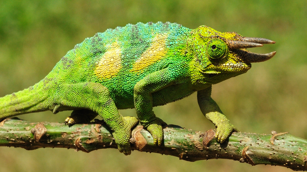 Three-horned chameleons in Bwindi