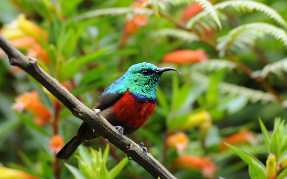 Where to spot birds in Kenya