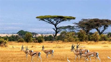 Bandingilo National Park