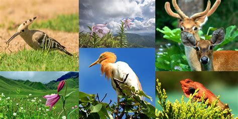 Flora and Fauna