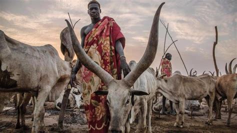 Dinka Cattle Camps